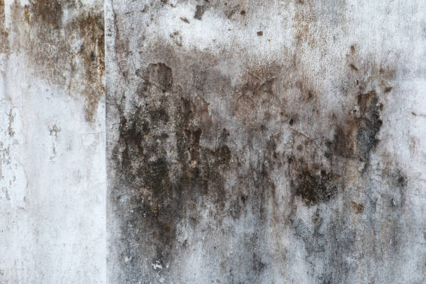 Best Indoor Air Quality Assessment  in City View, SC