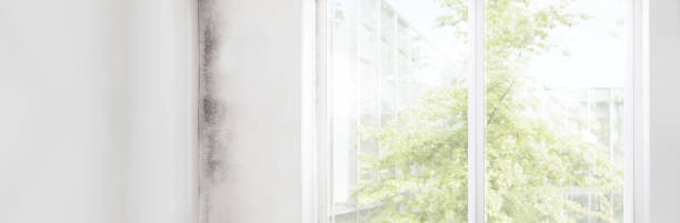 Best Water Damage & Mold Remediation  in City View, SC