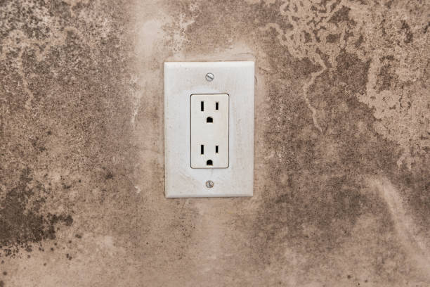 Best Black Mold Removal  in City View, SC