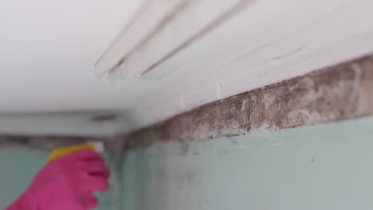 Best Environmental Consulting for Mold Prevention  in City View, SC